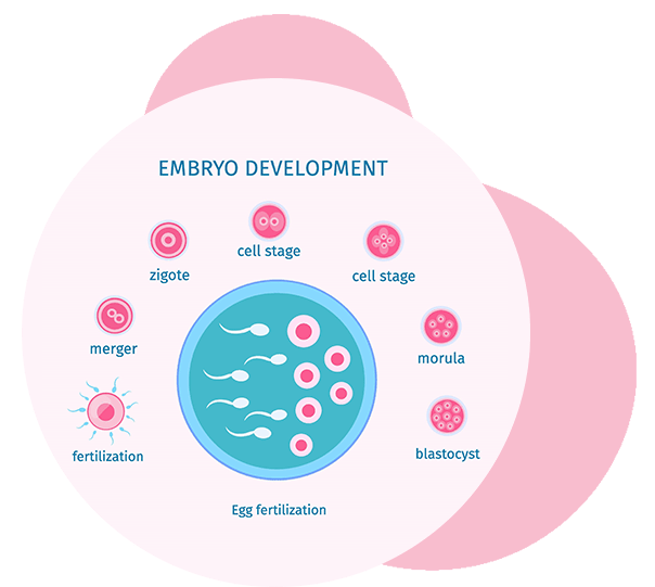 What Is Blastocyst Culture Treatment